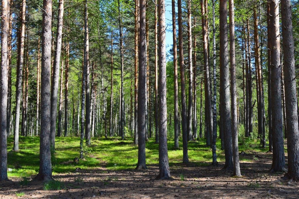 forest, trees, landscape